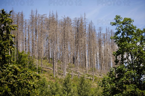Symbolic photo on the subject of forest dieback in Germany. Spruce trees that have died due to drought and infestation by bark beetles stand in a forest in the Harz Mountains. Riefensbeek, 28.06.2022, Riefensbeek, Germany, Europe