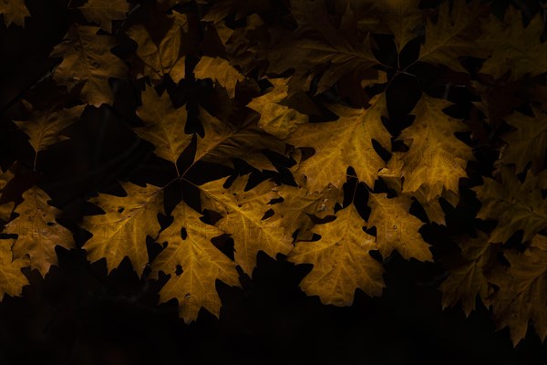 Colourful leaves on a tree, taken in Potsdam, Potsdam, Germany, Europe