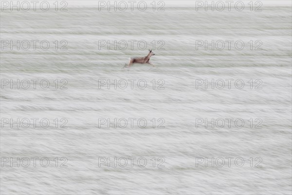 A deer stands out on a lightly snowed field in Vierkirchen, 29.01.2023., Vierkirchen, Germany, Europe