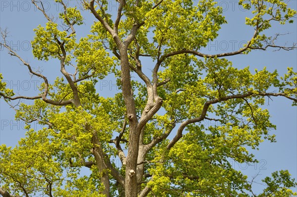 Leguay oak National forest of Bord-Louviers Eure Normandy