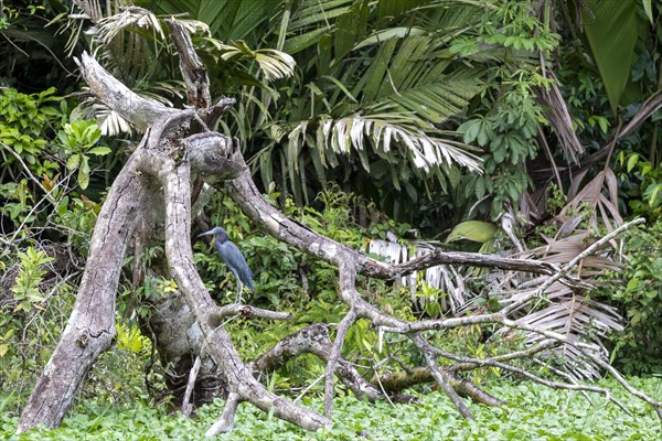 Tortuguero National Park, Costa Rica, An adult little blue heron