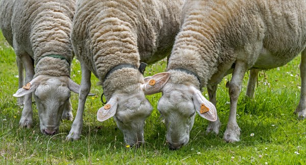 Three tagged white dairy sheep grazing grass in meadow, field, grassland at farm