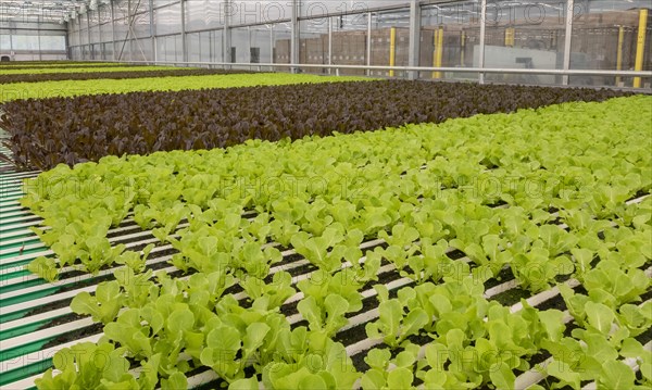 highly automated hydroponic farm which grows lettuce in a huge greenhouse, Revolution Farms, Caledonia, Michigan, USA, North America