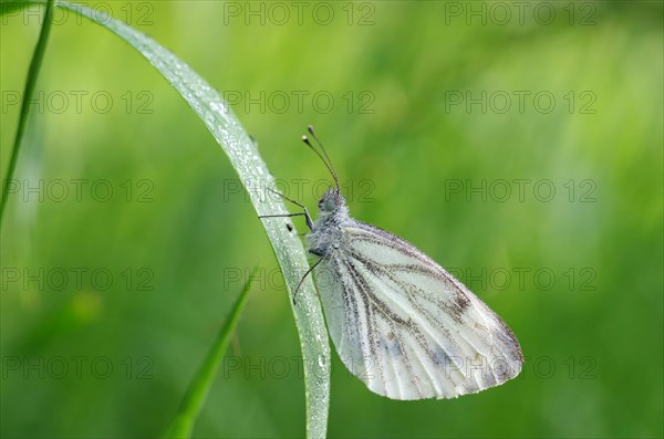 Green-veined white