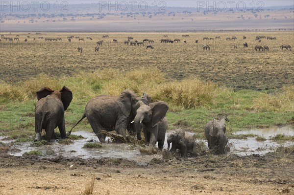 African elephants