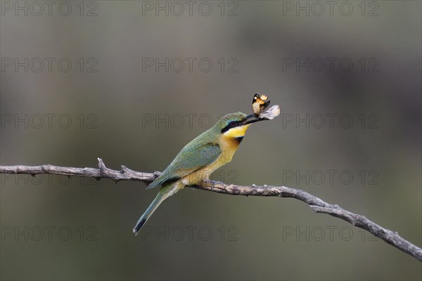 Little bee-eater