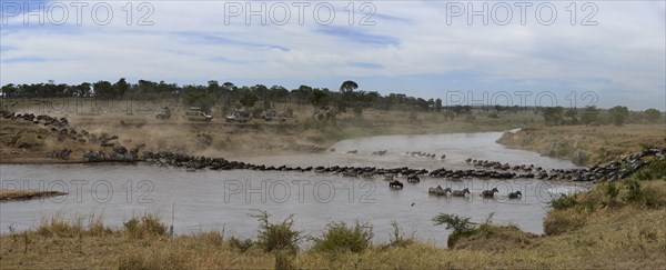 White-bearded wildebeest