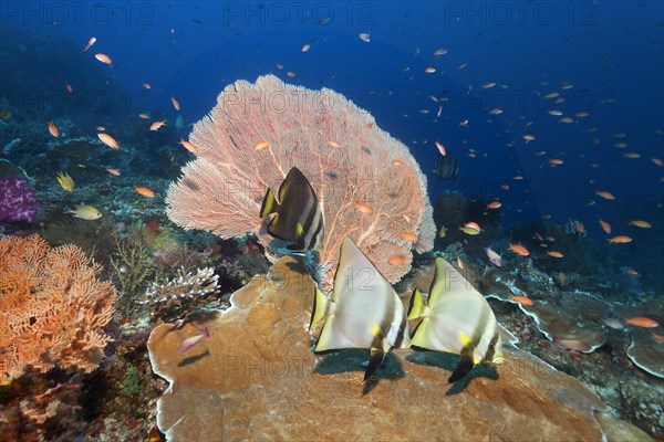 Dusky batfish