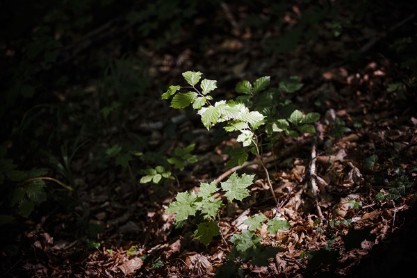 Young trees of Norway maple