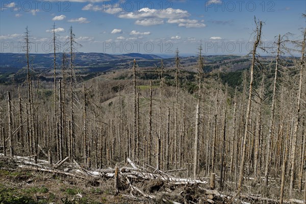 Symbolic photo on the subject of forest dieback in Germany. Spruce trees that have died due to drought and infestation by bark beetles stand in a forest in the Harz Mountains. Altenau, 28.06.2022, Altenau, Germany, Europe