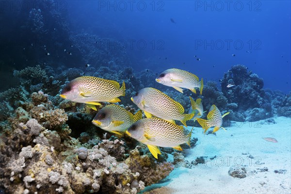 Shoal of blackspotted rubberlip