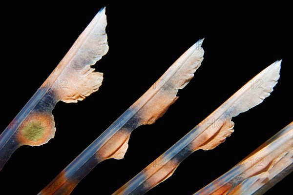 Spiny rays of the dorsal fin, venomous, common lionfish