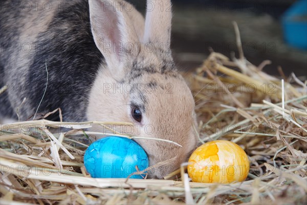 Domestic rabbit