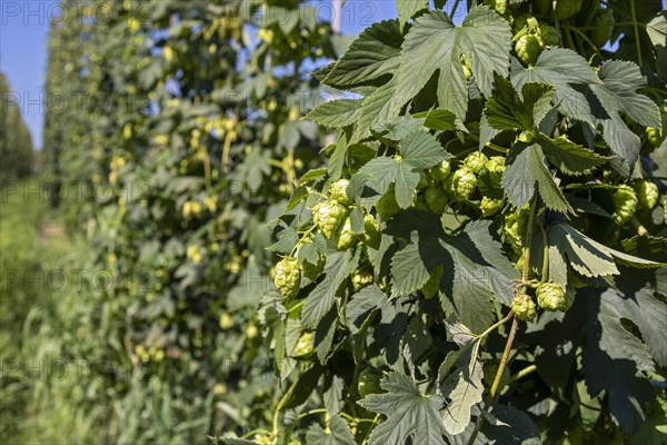 Baroda, Michigan, Hops growing at Hop Head Farms in west Michigan