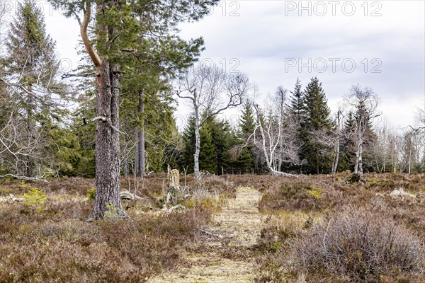 High moor, landscape in the Upper Black Forest, Baiersbronn, Baden-Wuerttemberg, Germany, Europe