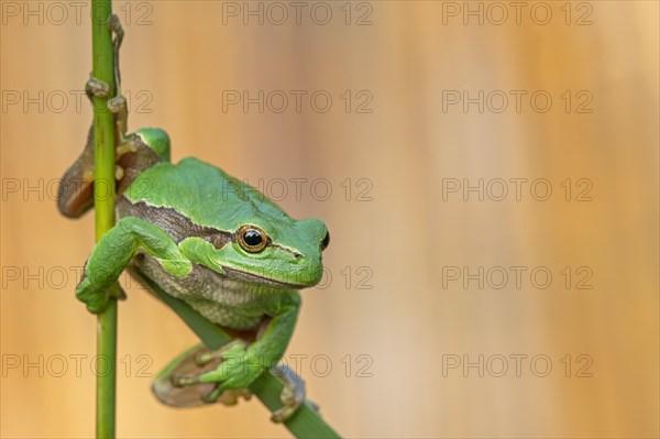 European tree frog