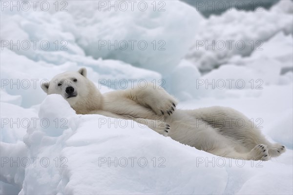 Polar bear