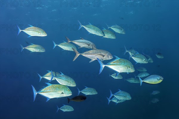 Shoal of bluefin trevally