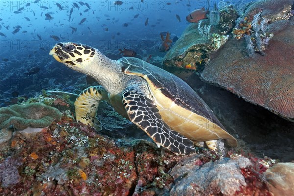 Loggerhead sea turtle