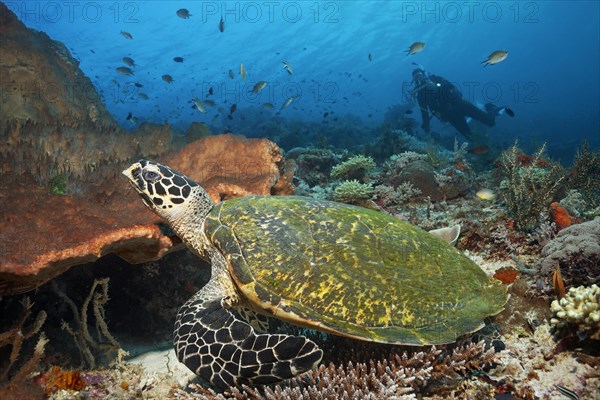 Diver observes loggerhead sea turtle