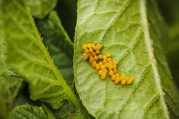 Eggs of the Colorado potato beetle stick to the underside of a potato plant leaf. Berlin, 09.06.2022, Berlin, Germany, Europe