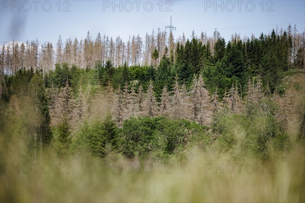 Symbolic photo on the subject of forest dieback in Germany. Spruce trees that have died due to drought and infestation by bark beetles stand in a forest in the Harz Mountains. Altenau, 28.06.2022, Altenau, Germany, Europe