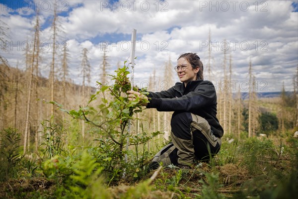 An employee of the Northwest German Forest Research Institute checks drought damage to a young beech on a trial plot in the Harz Mountains. Here, research is being conducted into how the forest can be prepared for the challenges in times of climate change. In the background are conifers that have died due to drought and bark beetles Lerbach, 28.06.2022, Lerbach, Germany, Europe