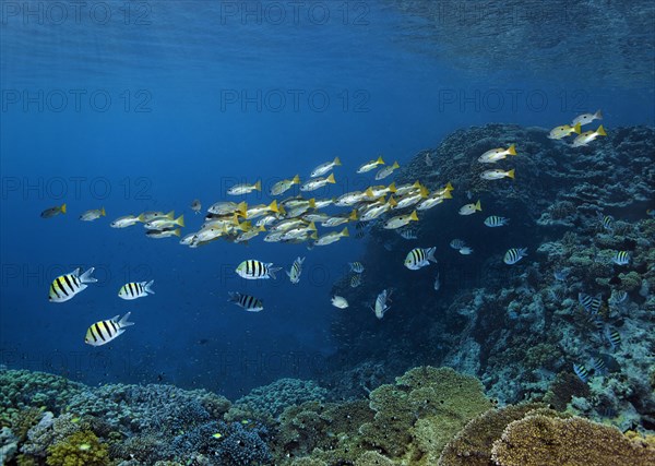 Shoal of Ehrensberg snapper