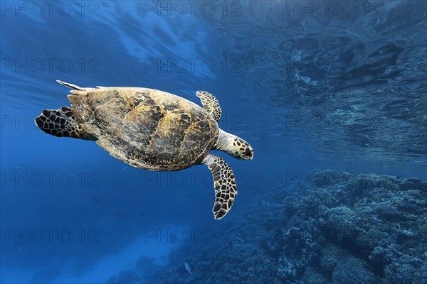 Hawksbill sea turtle