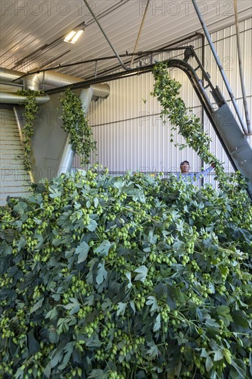 Baroda, Michigan, A Mexican-American crew processes hops at Hop Head Farms in west Michigan. They attach the bines, or vines, to hop harvesting machines that will separate the cones, or flowers, from the bines