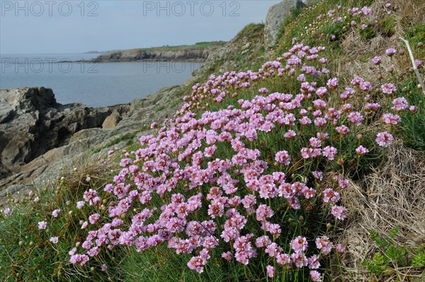 Plougonvelin, la pointe Saint-Mathieu