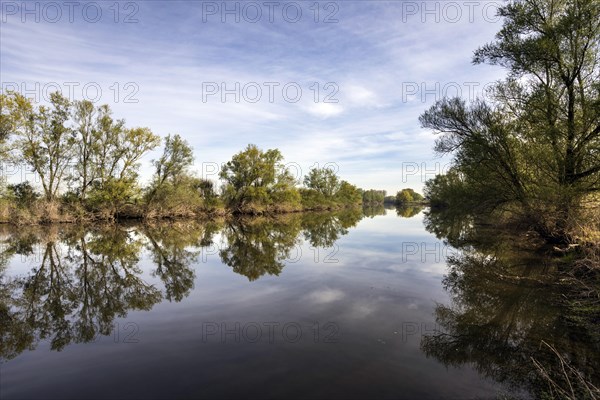 Nature reserve on the Grietherort and Bienener Altrhein, Rees, North Rhine-Westphalia, North Rhine-Westphalia, Germany, Europe