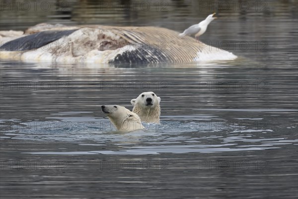 Polar bears