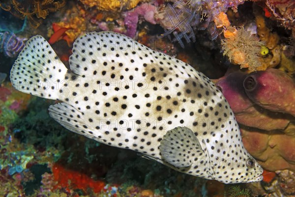 Panther fish