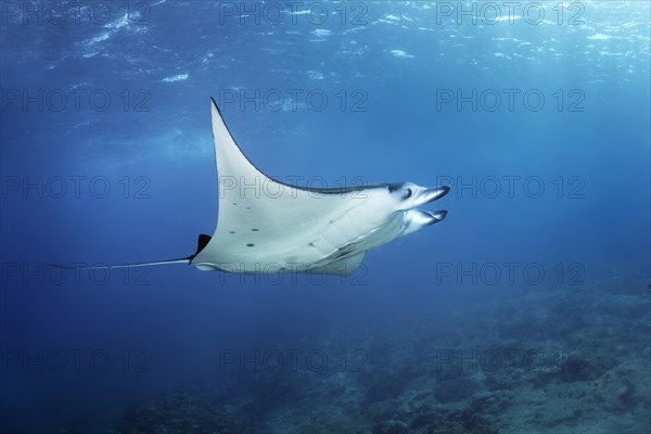 Reef manta ray