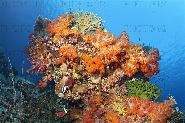 Coral block with many soft corals