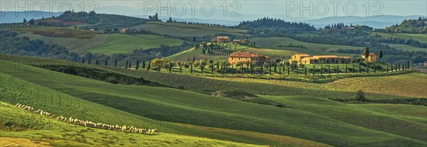 Landscape Panorama Crete Toscana with Flock of Sheep Italy