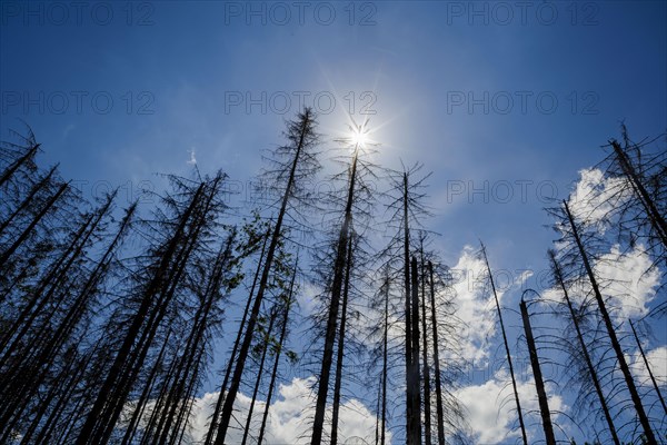 Symbolic photo on the subject of forest dieback in Germany. Spruce trees that have died due to drought and infestation by bark beetles stand in a forest in the Harz Mountains. Altenau, 28.06.2022, Altenau, Germany, Europe