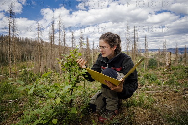 An employee of the Northwest German Forest Research Institute checks drought damage to a young beech on a trial plot in the Harz Mountains. Here, research is being conducted into how the forest can be prepared for the challenges in times of climate change. In the background are conifers that have died due to drought and bark beetles Lerbach, 28.06.2022, Lerbach, Germany, Europe
