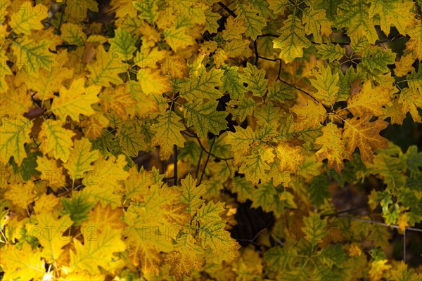 Colourful leaves on a tree are illuminated by the sun, taken in Potsdam, Potsdam, Germany, Europe