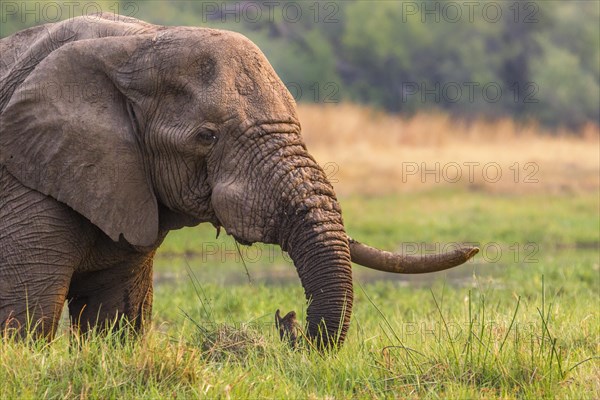 Elephant bull, Loxodenta africana, side view portrait of his one tusk, trunk and face. Okavango Delta, Botswana, Africa