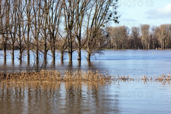 Flooding on the Rhine in the south of Duesseldorf, districts of Benrath and Urdenbach, Duesseldorf, North Rhine-Westphalia, Germany, Europe