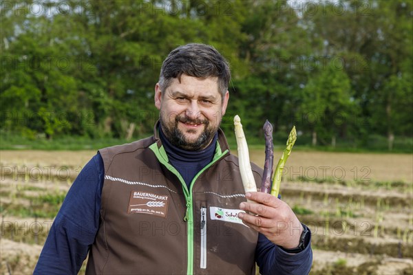 Farmer during asparagus harvest with white, green and violet or purple asparagus, a rare variety from Italy, Rheurdt, North Rhine-Westphalia, Germany, Europe