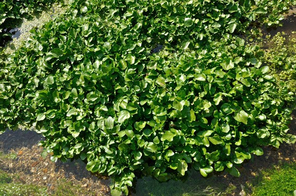 Watercress in Veules-les-Roses