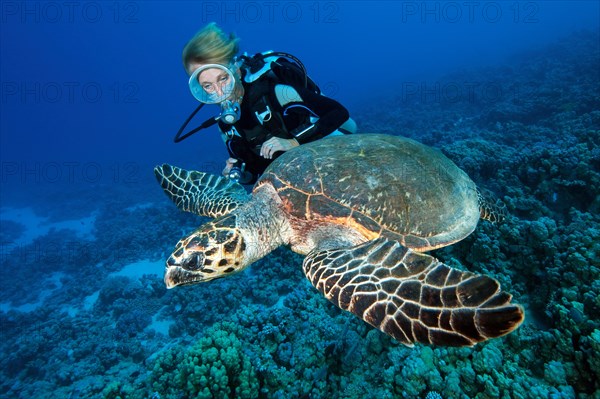 Female diver looking on looking at large sea turtle swimming in foreground hawksbill sea turtle