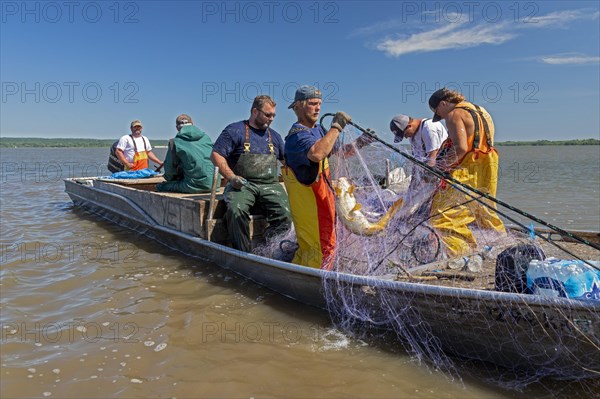 Fishermen on the Illinois River use gillnets to harvest invasive Asian carp, mostly the silver carp