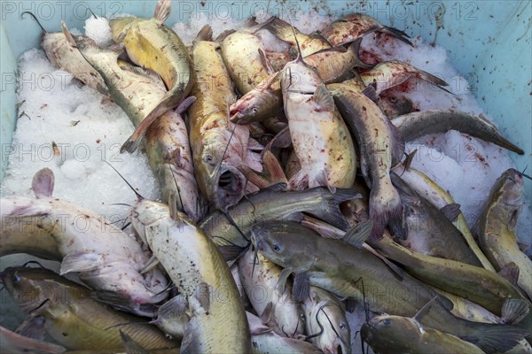 Peoria, Illinois, Catfish caught on the Illinois River