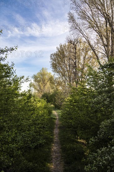 Nature reserve at Grietherort and Bienener Altrhein, hiking trail, path, Rees, North Rhine-Westphalia, North Rhine-Westphalia, Germany, Europe