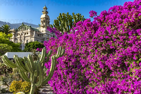 Bougainvillea and cactus garden, the casino building in the back, Casino Garden, Monte Carlo, Principality of Monaco