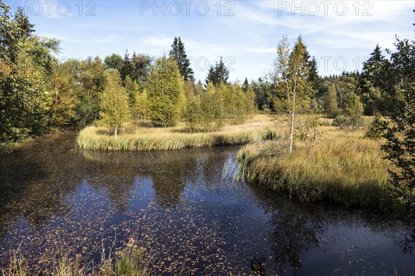 Muetzenischer Venn Nature Reserve, Northern Eifel, Hohes Venn, Monschau, North Rhine-Westphalia, North Rhine-Westphalia, Germany, Europe